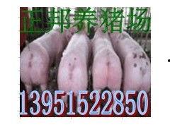 娱乐吃瓜猪衢州